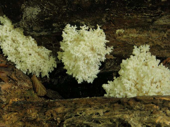 H. coralloides