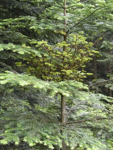 Melampsorella caryophyllacearum rez jedlová dvoubytná rez - Abies