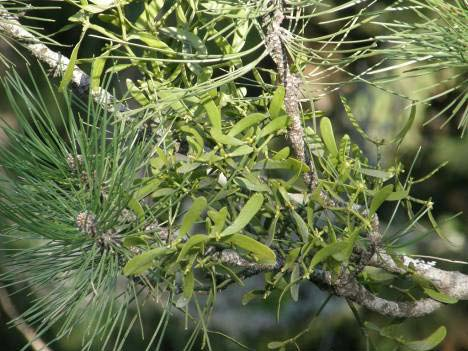 čeleď Loranthaceae, podčeleď Viscodia Abies, Pinus a další listnáče Viscum album neopadavý keřík, vstřícné, tuhé, kopinaté,