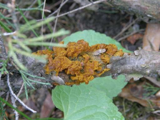 Gymnosporangium sabinae Juniperus telia s teleosporami rosolovité