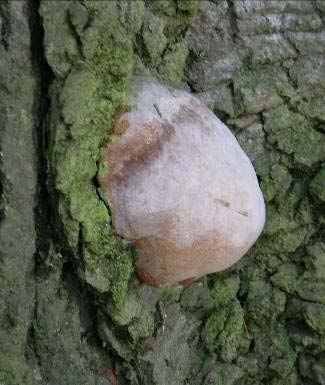 Phellinus hartigii Plodnice: v místě mechanického poranění kořenových náběhů a kmenů víceleté, zpočátku rozprostřené až polokulovité, později kopytovité až zavalité horní strana