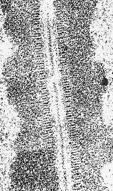 1. Profáze I může představova více než 90% času trvání meiozy Meioza I 5 stádií: i) Leptotene chromosomy přichyceny k jadernému obalu; homologní poblíž a silně kondenzují ii) Zygotene synapse: tvorba