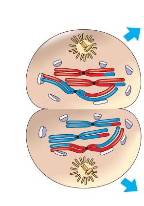 Meiosis I TELOFÁZE I a CYTOKINEZE Meioza I Chromosomy pokračují v rozestupu a dosahují pólů Každý chromosom je stále tvořen dvěmi sesterským chromatidami U některých druhů dekondenzace chromosomů,