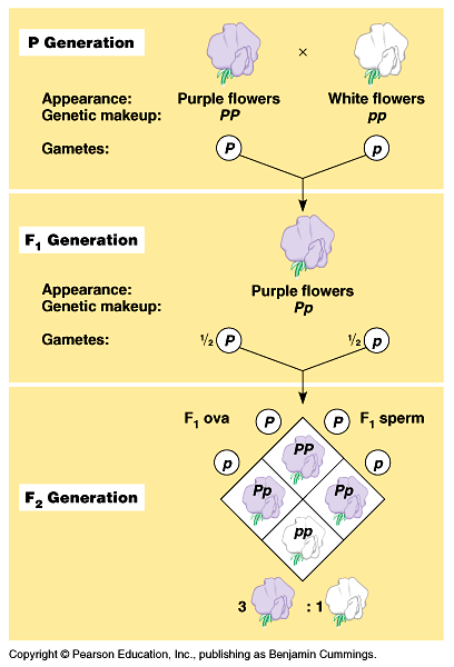 Mendelův model dědičnosti pro dvě alely jednoho genu Mendelelovská dědičnost homozygotní P vzhled: genotyp: gamety: homozygotní linie nesoucí dominantní alelu (P), která se na rozdíl od recesivní