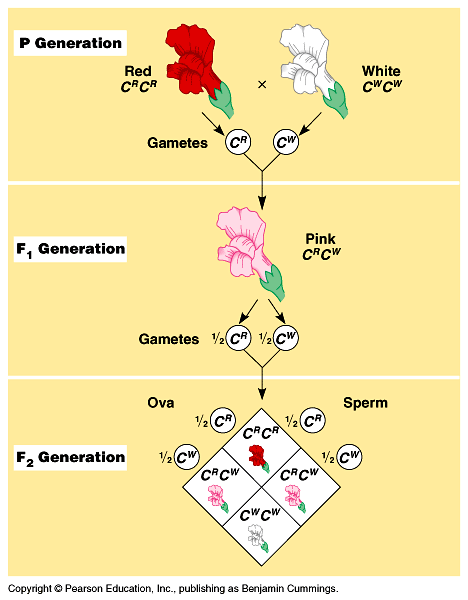 daptováno z Campbell, Reece: Biology 6 th edition Pearson Education, Inc, publishing as Benjamin Cummings neúplná dominance homozygotní P červená C R C R gamety bílá C W C W C R : alela barva