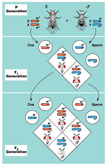 Chromosomální základ dědičnosti Drosophila melanogaster sameček samička homozygotní P XY XX vajíčka spermie Thomas Hunt Morgan (1866 1945) generace F 1 divoký typ mutant Fenotypy po křížení F 1