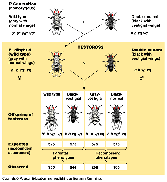 Vazba vloh / genů na libovolném chromosomu další Morganův experiment: homozygotní P divoký typ šedé tělo, normální křídla dihybrid F 1 šedé tělo, normální křídla ZPĚTNÉ KŘÍŽENÍ dvojitý mutant černé