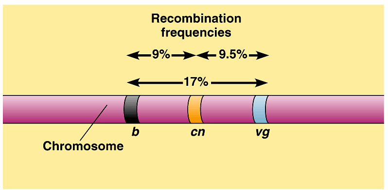 Morganovy zákony 1. eny jsou lineárně uspořádány v chromosomech. 2. eny jednoho chromosomu tvoří vazebnou skupinu. Počet vazebných skupin = počet párů homologních chromosomů 3.