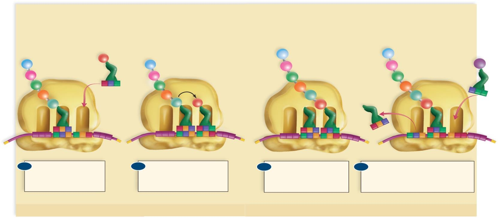 5' methionin Met trn mrn místo E místo P místo 3 stádia translace sp la Trp Val lu U U U terminační (uvolňovací) faktory 5' stop codon 3' malá velká podjednotka ribosomu 3' Met U C U Ribosom přeložil