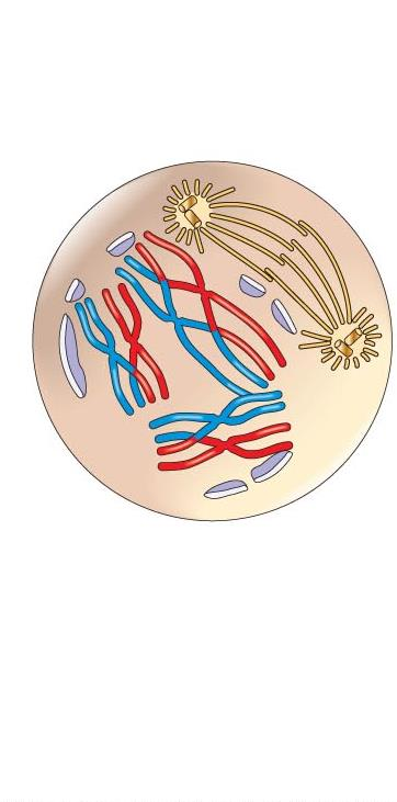 1. Profáze I přehled Meioza I Kondenzace chromosomů Mizí jadérka Vznikají kinetochory Párování homologních chromosomů a vznik synapsí (těsný podélný kontakt) Později chromosomové páry patrné jako