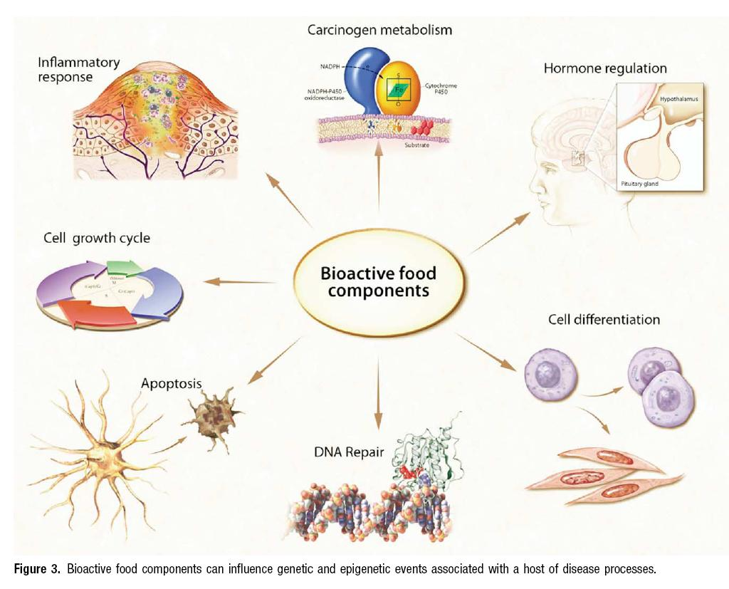 Bioaktivní složky potravy ovlivňují genetické i epigenetické děje v