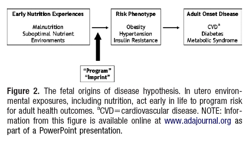 Vznik rizikového fenotypu a onemocnění Ovlivnění in utero (včetně výživy) může ovlivnit