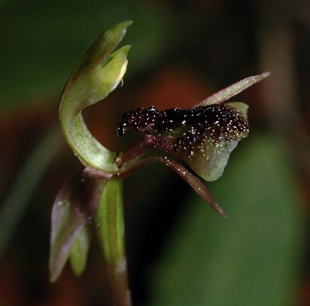 Catasetum saccatum