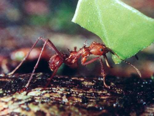 Atta, Acromyrmex: větší dělníci - krájení listů, vojáci - jejich