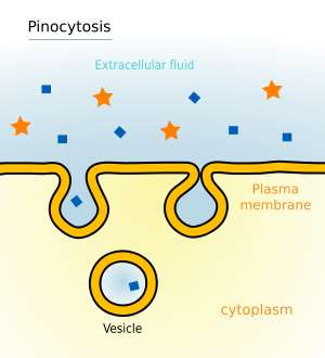 PINOCYTÓZA PŘIJÍMÁNÍ LÁTEK DO BUŇKY PŘIJÍMANÉ LÁTKY JSOU VE FORMĚ TEKUTIN MEMBRÁNA OBALÍ POHLCOVANÉ ČÁSTICE, VCHLÍPÍ SE DO