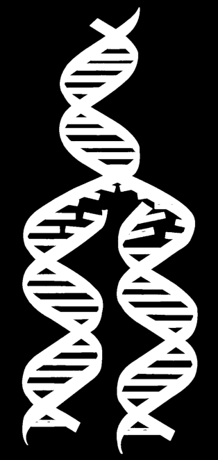 PRINCIP REPLIKACE DNA: ROZPLETENÍ DVOUŠROUBOVICE PŘERUŠENÍM VODÍKOVÝCH MŮSTKŮ MEZI BÁZEMI PŘIPOJOVÁNÍ VOLNÝCH NUKLEOTIDŮ K UVOLNĚNÝM VLÁKNŮM, NA PRINCIPU KOMPLEMENTARITY A-T, C-G SPOJENÍ