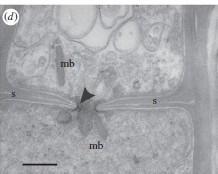 3. Transmisní elektronová mikroskopie (TEM) analýza ultrastuktury mykorhizních hub umožní hrubou identifikaci pravděpodobně mykorhizních hub: ty tvoří pelotony a jsou obklopeny plazmatickou membránou