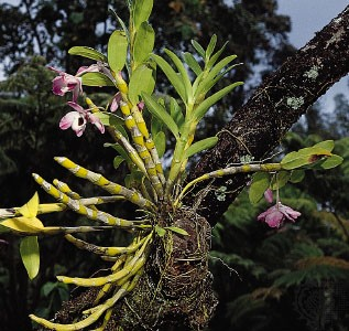 Orchidaceae mladá čeleď ~ 100mil let druhově extrémně bohatá: přes 20000 druhů velká bohatost