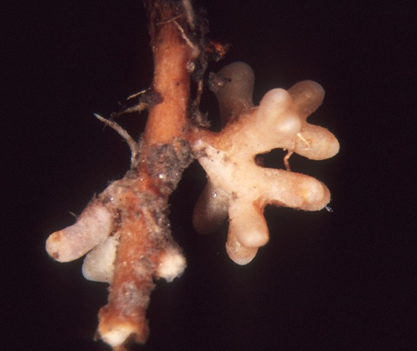 Vzhled mykorhizy (duálního orgánu) U slušných mykorhiz záleží vzhled na druhu houby (částečně asi i rostliny) AM mykorhizy (foto zapůjčeno od Petra.