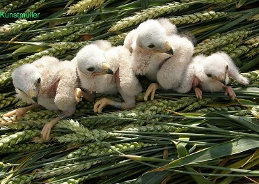 Zpravodaj SOVDS () Na Vysočině bylo nalezeno celkem 8 hnízd, z toho pouze 7 hnízdění bylo úspěšných. Průměrně bylo vyvedeno,4 mláděte na úspěšné hnízdění (,9 mláděte na postavené hnízdo).