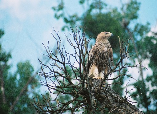 Zpravodaj SOVDS () Orel královský (Aquila heliaca) David HORAL, Josef CHYTIL, Václav BERAN, Vladimír GAHURA david.horal@seznam.