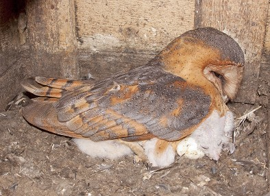 Zpravodaj SOVDS () Sova pálená (Tyto alba) Karel POPRACH a kolektiv (6 členů SOVDS, nečlenů) karel.poprach@tiscali.