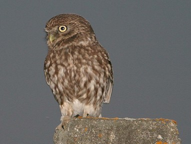 Zpravodaj SOVDS () Sýček obecný (Athene noctua) Libor OPLUŠTIL, Václav BERAN, Pavel BENDA, Jan BUCHTA, Miroslav DUSÍK, Ivo HERTL, Jaroslav HRUŠKA, František KRAUSE, Bedřich LANDSFELD, Petr OREL,