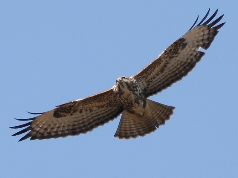 Zpravodaj SOVDS () Káně lesní (Buteo buteo) Bedřich LANDSFELD, Jan BARTONÍČEK, Vladimír GAHURA, Pavel HOBZA, Miloslav HOLÁŇ, Zbyšek KARAFIÁT, Jaroslav KŘIŽKA, Vojtěch MRLÍK landsfeld@arimex.