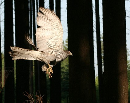 Zpravodaj SOVDS () Jestřáb lesní (Accipiter gentilis) Václav HLAVÁČ, Bedřich LANDSFELD, Jaroslav KŘIŽKA, Vladimír GAHURA, Jan BUCHTA, Martin MIŠKOVSKÝ, Miloslav HOLÁŇ hlavac.vaclav@seznam.