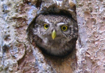 Zpravodaj SOVDS () Kulíšek nejmenší (Glaucidium passerinum) Jan SAVICKÝ, Vojtěch KODET, Ivo HERTL jan.savicky@webhouse.