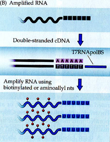 Značení a hybridizace cílových molekul mrna A) Přímé značení: cdna připravená z mrna reverzní transkripcí obvykle z polyt primeru. Nejčastěji se inkorporují barvičky Cy3 a Cy5 navázané na nukleotidu.