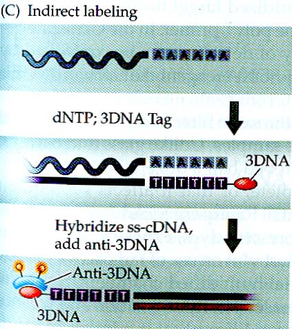 C) Nepřímé značení - primer pro syntézu cdna (polyt) má připojený tzv. substrát (3DNA). Ten je po hybridizaci rozeznán protilátkou s navázanými fluorofory (barvičkami).