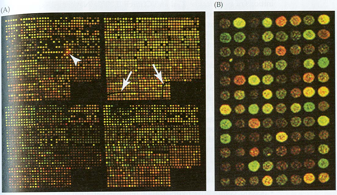 Detekce Vizualizace hybridizované cílové sekvence (target) na MA: - snímání fluorescence indukované laserem -