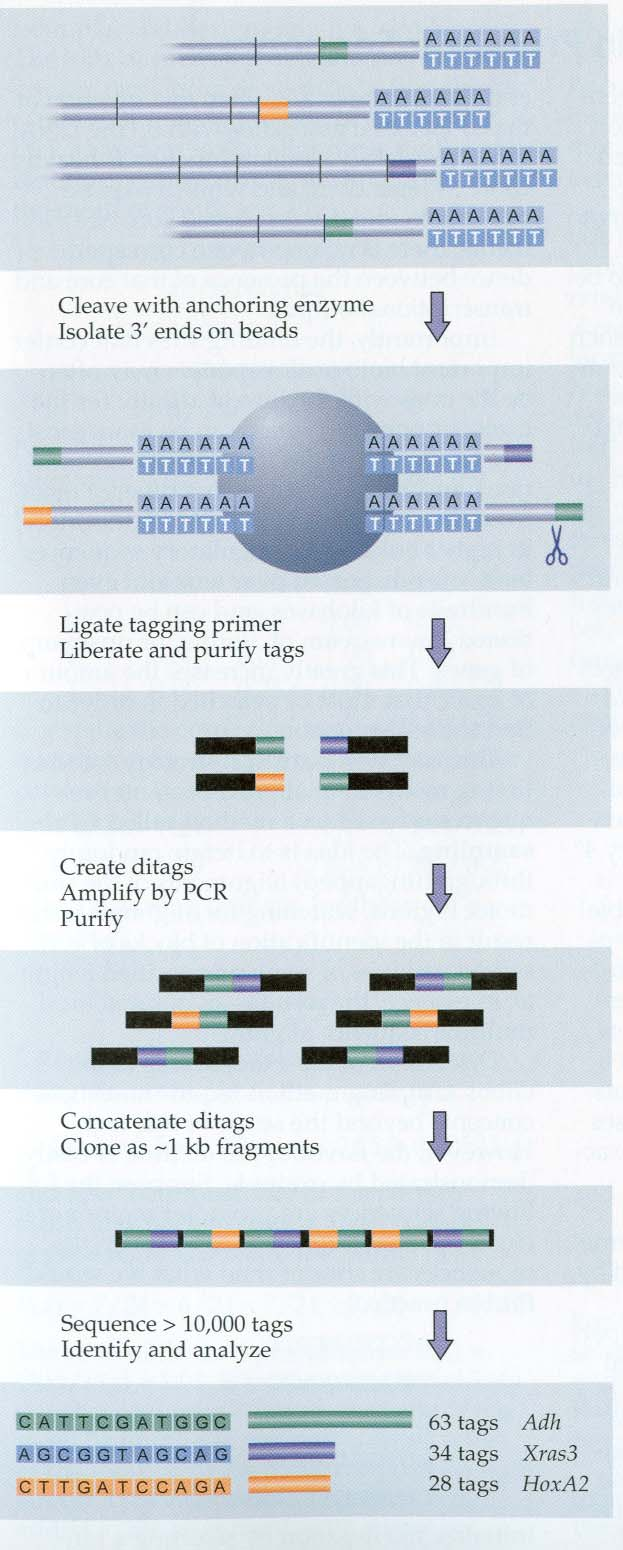 SAGE (serial analysis of gene expression) - metoda pro určení absolutní četnosti každého transkriptu exprimovaného v populaci buněk.