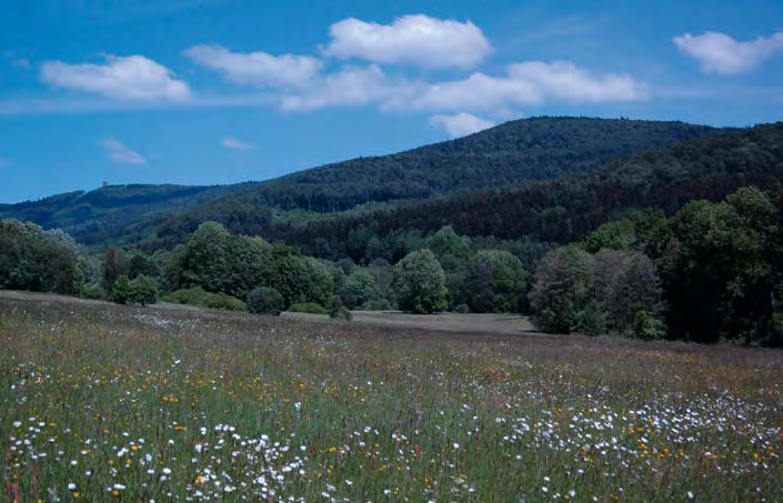 Figs. 2, 3. Sites of bat netting in the Čerchovský les Mts. 2 Mixed forest on Mount Čerchov, Hánovka (photo by V. Fišr) (above). 3 Deforested area near the abandoned village Bystřice with Mt.