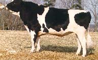 red holstein P 1 : bb BB x holstein F 1 : Bb Zpětné křížení Zpětné