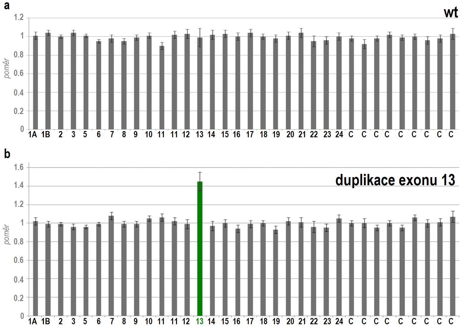 Obrázek 10: Duplikace exonu 13 detekovaná na základě vyhodnocení MLPA analýzy pomocí programu Coffalyzer. (a) kontrolní vzorek wt; (b) vzorek No 1388 s duplikací exonu 13.