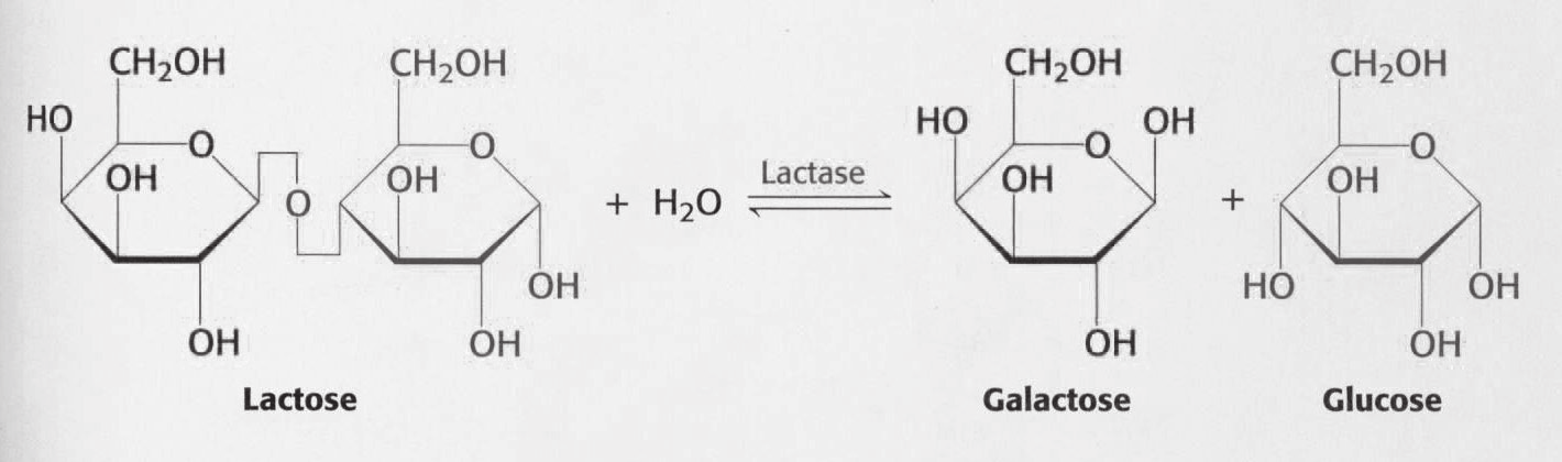 Obr. 1 Obr. 2 Obr. 2 Přeměna cytosinu na 5-methyl-cytosin i u zvířat při porovnání DNA modifikačního profilu novorozených a dospělých myší.