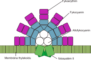 Chromatická adaptace Fykobiliny: modré c- fykocyanin, allofykocyanin, červený c- fykoerythrin- fce světlo sběrné antény Citlivost tohoto typu světlo sběrné antény