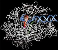Regulační úloha steroidních hormonů Steroidní hormon Komplex Receptor-Hormon Cytoplasma Buněčné