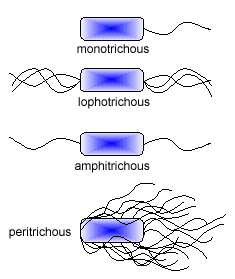 Pohyb bičíků/hnací síla bičíků pohyb monotricha lophotricha Salmonella spp.