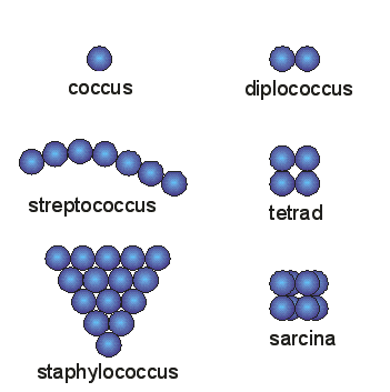 Kulovité bakterie coccus koule(globular bacteria)