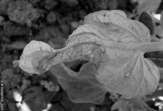 Phytophthora infestans - Plíseň bramborová na hlíze bramboru