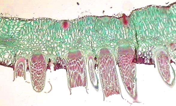 Puccinia