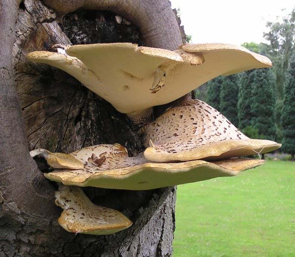 Polyporus