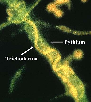 Trichoderma harzianum