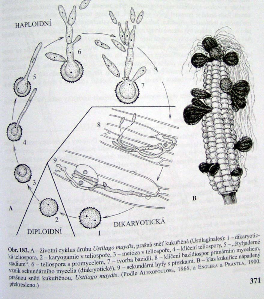Ustilago maydis prašná
