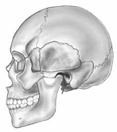 Stomatologie I.