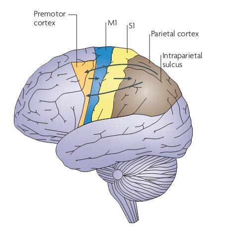 premotorická kůra sensori-motorická integrace = získává vjemy z parietální kůry (sensorický systém) a zajišťuje adekvátní