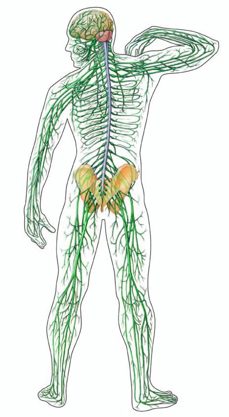receptory periferní nervy zadní nervové kořeny